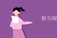 教育資訊：根尖細胞有葉綠體嗎