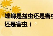 螳螂是益蟲(chóng)還是害蟲(chóng)用文字說(shuō)明（螳螂是益蟲(chóng)還是害蟲(chóng)）