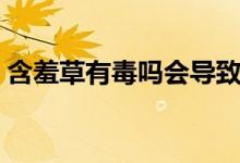 含羞草有毒嗎會導(dǎo)致人過敏（含羞草有毒嗎）