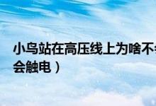 小鳥(niǎo)站在高壓線上為啥不會(huì)觸電（小鳥(niǎo)站在高壓線為什么不會(huì)觸電）