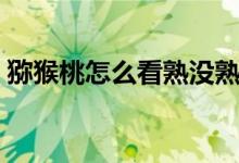 獼猴桃怎么看熟沒熟（獼猴桃沒熟可以吃嗎）