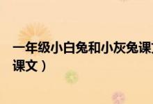 一年級小白兔和小灰兔課文讀后感（一年級小白兔和小灰兔課文）