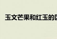 玉文芒果和紅玉的區(qū)別（玉文芒果的特點）