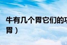 牛有幾個胃它們的功能分別是什么（牛有幾個胃）