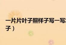 一片片葉子照樣子寫一寫怎么寫（一片片一個個照樣子寫句子）