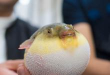 冬天如何做可愛(ài)小鳥(niǎo)的貼紙