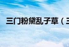 三門粉黛亂子草（三門粉黛亂子草在哪里）