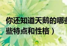 你還知道天鵝的哪些特點(diǎn)和性格呢（天鵝有哪些特點(diǎn)和性格）