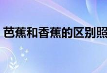 芭蕉和香蕉的區(qū)別照片(芭蕉和香蕉的區(qū)別)
