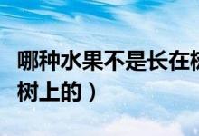 哪種水果不是長(zhǎng)在樹上的（哪種水果不是長(zhǎng)在樹上的）