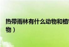 熱帶雨林有什么動物和植物科普(熱帶雨林有什么動物和植物)