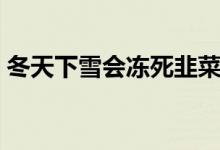冬天下雪會凍死韭菜嗎(韭菜冬天會凍死嗎)