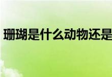 珊瑚是什么動物還是植物（珊瑚是什么動物）