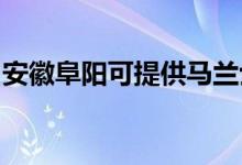 安徽阜陽(yáng)可提供馬蘭士音響維修服務(wù)地址在哪