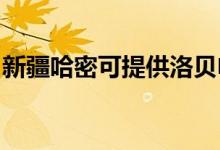 新疆哈密可提供洛貝電餅鐺維修服務(wù)地址在哪