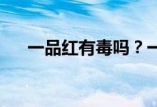 一品紅有毒嗎？一品紅可以放在臥室嗎
