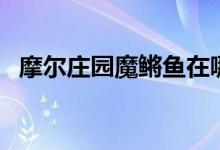 摩爾莊園魔鳉魚(yú)在哪里釣（摩爾莊園簡(jiǎn)介）