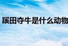 蹊田奪牛是什么動物(蹊田奪牛是什么生肖)