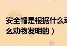 安全帽是根據(jù)什么動物發(fā)明（安全帽是根據(jù)什么動物發(fā)明的）