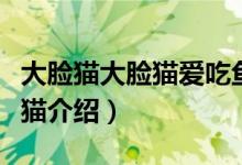 大臉貓大臉貓愛(ài)吃魚(yú)是什么歌（藍(lán)皮鼠和大臉貓介紹）