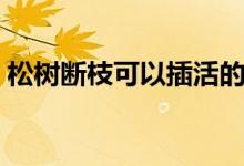 松樹(shù)斷枝可以插活的方法（松樹(shù)枝扦插生根）