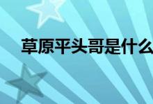 草原平頭哥是什么動物（蜜獾相關(guān)介紹）