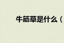 牛筋草是什么（關于牛筋草的簡介）