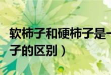 軟柿子和硬柿子是一個品種嗎（軟柿子和硬柿子的區(qū)別）