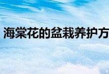 海棠花的盆栽養(yǎng)護(hù)方法（海棠花的養(yǎng)殖方法）
