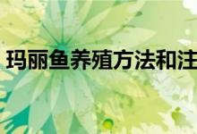 瑪麗魚養(yǎng)殖方法和注意事項（怎么養(yǎng)瑪麗魚）