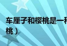 車厘子和櫻桃是一種水果嗎（車厘子是不是櫻桃）