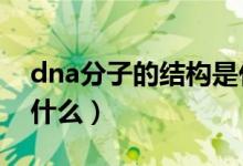 dna分子的結(jié)構(gòu)是什么（DNA分子的結(jié)構(gòu)是什么）