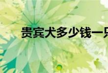 貴賓犬多少錢一只（價(jià)格是怎么定的）