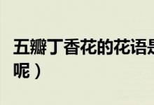 五瓣丁香花的花語(yǔ)是什么（來(lái)自什么樣的故事呢）