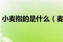 小麥指的是什么（麥麩網(wǎng)絡(luò)用語(yǔ)是什么意思）