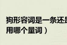 狗形容詞是一條還是一只（一條狗還是一只狗用哪個量詞）