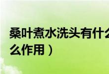 桑葉煮水洗頭有什么效果（桑葉煮水洗頭有什么作用）