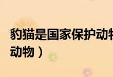 豹貓是國家保護(hù)動物嗎（豹貓是國家?guī)准壉Ｗo(hù)動物）