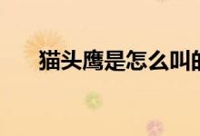 貓頭鷹是怎么叫的（貓頭鷹是鳥類嗎）
