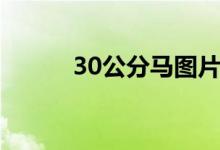30公分馬圖片（30公分有多長）