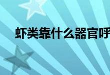 蝦類(lèi)靠什么器官呼氣（蝦類(lèi)靠什么呼吸）