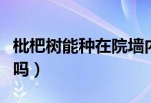 枇杷樹能種在院墻內(nèi)嗎（枇杷樹能種在院子里嗎）
