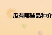 瓜有哪些品種介紹（瓜有哪些品種）