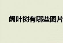 闊葉樹(shù)有哪些圖片（闊葉樹(shù)有哪些樹(shù)種）
