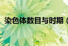 染色體數(shù)目與時期（rst什么意思汽車導航）