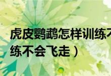 虎皮鸚鵡怎樣訓(xùn)練不會(huì)飛走（虎皮鸚鵡怎樣訓(xùn)練不會(huì)飛走）