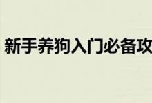 新手養(yǎng)狗入門必備攻略（新手養(yǎng)狗知識分享）