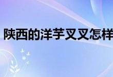 陜西的洋芋叉叉怎樣做（需要準(zhǔn)備哪些食材）