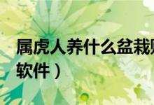 屬虎人養(yǎng)什么盆栽財(cái)運(yùn)好（社會(huì)人用什么p圖軟件）