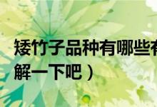 矮竹子品種有哪些有什么優(yōu)點(diǎn)（下面一起來了解一下吧）